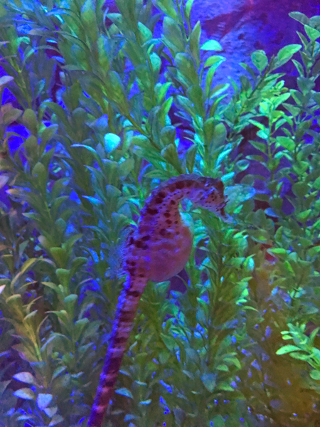 Seahorse at Sea Life Aquarium